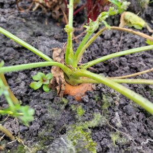 update polyculturen wortel