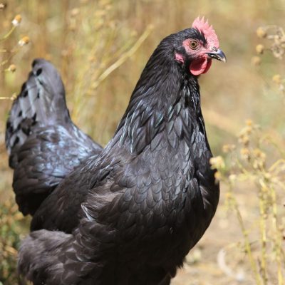 Australorp