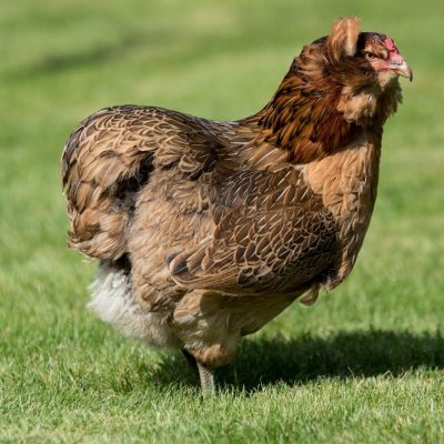 Araucana