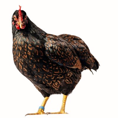 Barnevelder