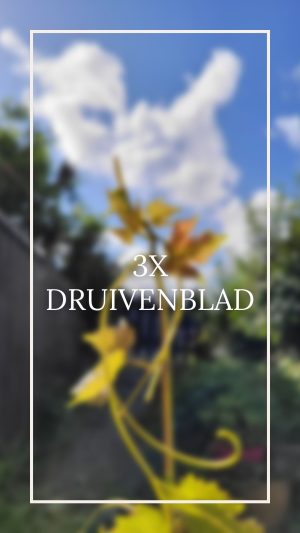 3x druivenblad