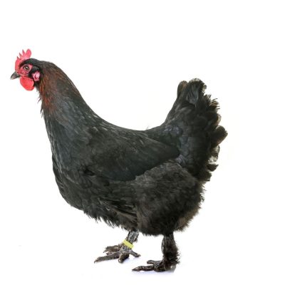 Marans