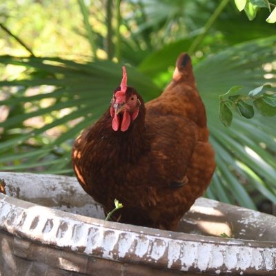 Rhode Island Red
